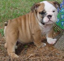 Puppies for sale english bulldog - Germany, Wurzburg