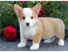 Puppies for sale other breed, pembroke welsh corgi - Germany, Berlin