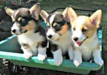 Puppies for sale other breed - Denmark, Aalborg