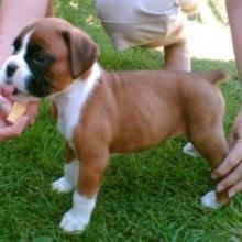 Puppies for sale boxer - Germany, Kayzerslauten