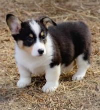 Puppies for sale other breed, pembroke welsh corgi - Germany, Wiesbaden