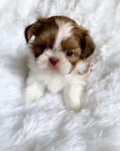 Puppies for sale shih tzu - United Kingdom, Blackburn. Price 250 $