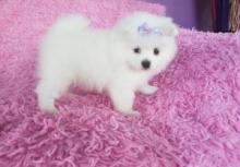 Puppies for sale pomeranian spitz - USA, California, Los Angeles. Price 300 $