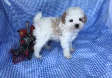 Puppies for sale toy-poodle - United Kingdom, Coventry