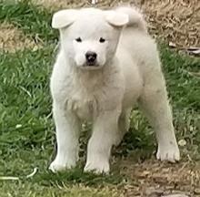 Puppies for sale akita - United Kingdom, Rugby. Price 300 $