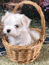 Puppies for sale maltese - USA, California, San Jose. Price 300 $