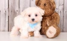 Puppies for sale maltese - United Kingdom, Cardiff. Price 300 $