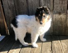 Puppies for sale collie - United Kingdom, Harlow. Price 300 $