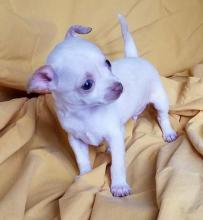 Puppies for sale chihuahua - France, Bourges. Price 300 $