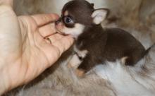 Puppies for sale chihuahua - Denmark, Kopenagen. Price 300 $