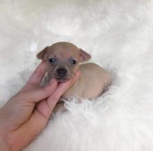 Puppies for sale chihuahua - Germany, Brandenburg. Price 300 €