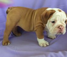 Puppies for sale english bulldog - Malta, Valletta