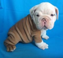 Puppies for sale english bulldog - Greece, Athens