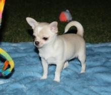 Puppies for sale chihuahua - Austria, Vienna. Price 250 €