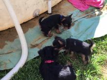 Puppies for sale yorkshire terrier - USA, California, Los Angeles. Price 300 $