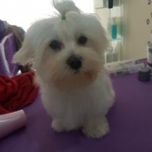 Puppies for sale maltese - Ireland, Dublin. Price 400 $