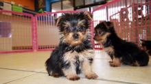 Puppies for sale yorkshire terrier - USA, California, Los Angeles. Price 300 $