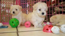 Puppies for sale maltese - USA, Kentucky, Select City. Price 300 $