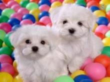 Puppies for sale maltese - United Kingdom, Manchester. Price 300 $