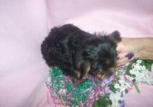 Puppies for sale yorkshire terrier - USA, California