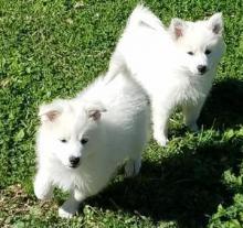 Puppies for sale eskimo dog - USA, Washington. Price 400 $