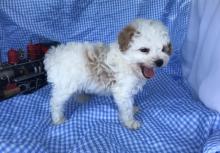 Puppies for sale toy-poodle - USA, Nebraska. Price 400 €