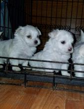 Puppies for sale maltese - USA, Arizona. Price 400 €