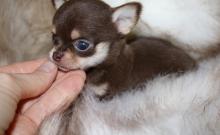 Puppies for sale chihuahua - USA, District Of Columbia. Price 400 €