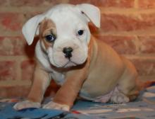 Puppies for sale english bulldog - USA, Arkansas. Price 400 €