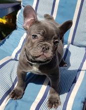 Puppies for sale french bulldog - Slovakia, Jihlava