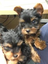 Dogs  free yorkshire terrier - USA, Colorado