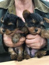 Dogs  free yorkshire terrier - USA, Arizona