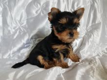 Puppies for sale yorkshire terrier - USA, Florida. Price 300 $