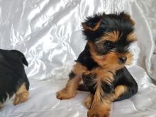 Dogs  free yorkshire terrier - USA, Alabama