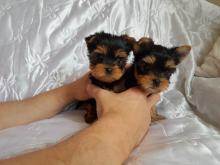 Puppies for sale yorkshire terrier - USA, Texas. Price 300 $