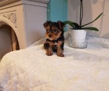 Puppies for sale yorkshire terrier - USA, Oklahoma. Price 300 $