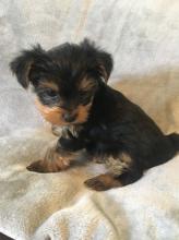 Puppies for sale yorkshire terrier - USA, Colorado. Price 300 $