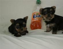 Puppies for sale yorkshire terrier - Canada, British Columbia. Price 300 $