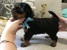 Puppies for sale yorkshire terrier - USA, Oregon. Price 300 $