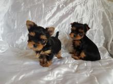 Puppies for sale yorkshire terrier - USA, Missouri. Price 300 $