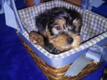 Puppies for sale yorkshire terrier - USA, California. Price 300 $