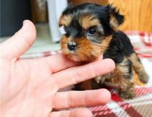 Puppies for sale yorkshire terrier - USA, Arizona, Phoenix. Price 350 $