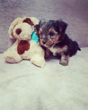 Puppies for sale yorkshire terrier - USA, Alabama. Price 350 $