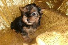 Puppies for sale yorkshire terrier - USA, Arkansas. Price 400 $