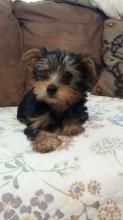 Puppies for sale yorkshire terrier - USA, Alaska. Price 350 $