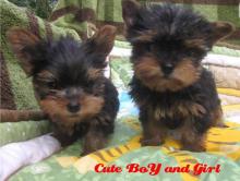 Puppies for sale yorkshire terrier - USA, Arizona. Price 350 $