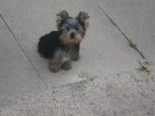 Puppies for sale yorkshire terrier - USA, Colorado. Price 350 $