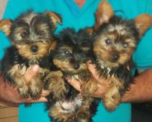 Puppies for sale yorkshire terrier - USA, Florida, Jacksonville. Price 350 $