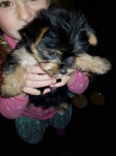 Puppies for sale yorkshire terrier - USA, Connecticut. Price 350 $