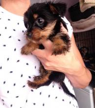 Puppies for sale yorkshire terrier, male and female - USA, Delaware. Price 350 $